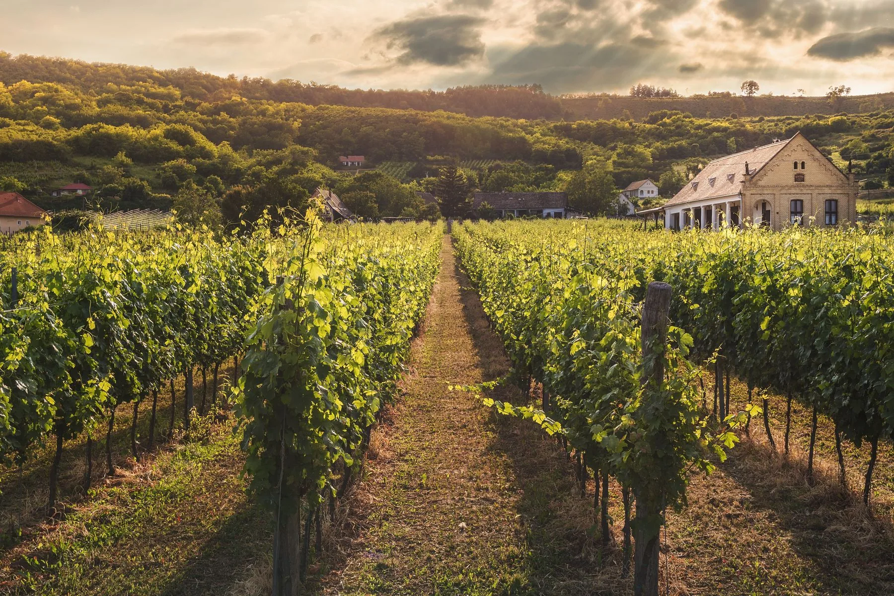 Vineyard rows at golden hour